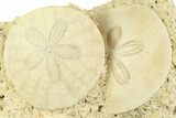 Two Fossil Sand Dollars (Scutella) - France #359694-1